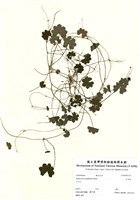 藏品(乞食碗)的圖片